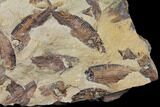 11.2" Fossil Fish (Gosiutichthys) Mortality Plate - Lake Gosiute - #130008-2